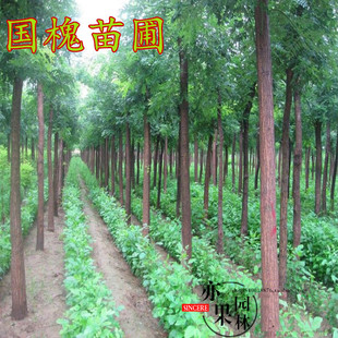 国槐大树洋本槐嫁接黄金槐小苗龙爪槐庭院别墅小区道路绿化上车价