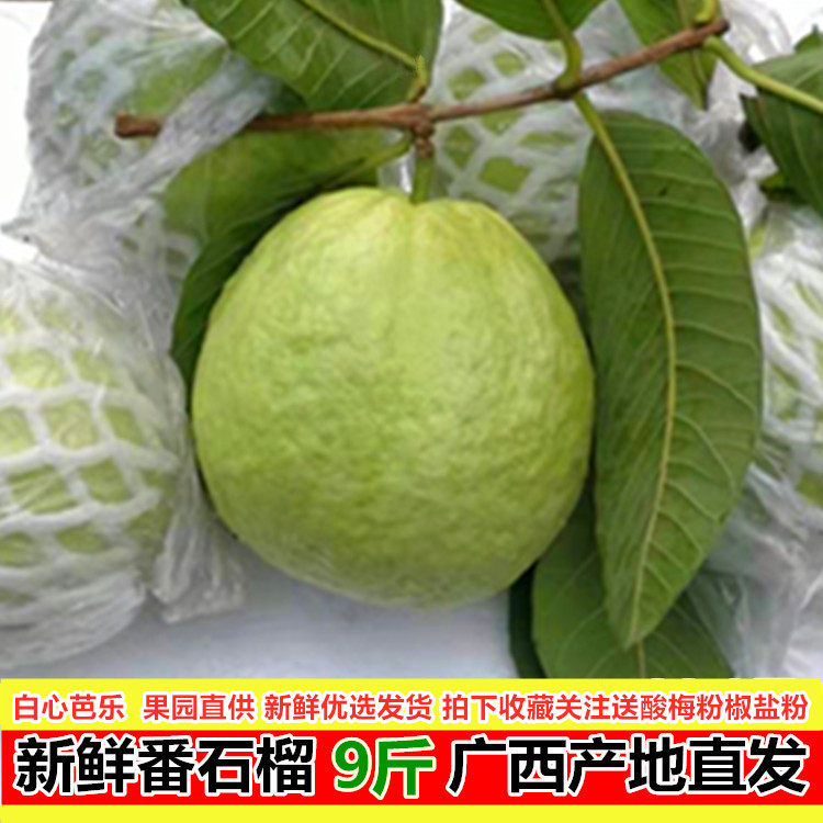 番石榴白心芭乐广西新鲜水果珍珠番石榴应季水果9斤产地直发