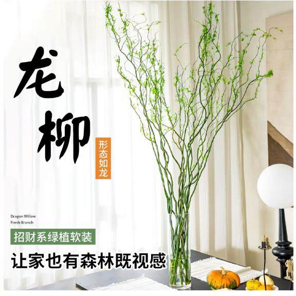 水培植物龙柳鲜枝切花水养侘寂风绿植南天竹雪柳干枝室内吊钟盆栽_虎窝淘