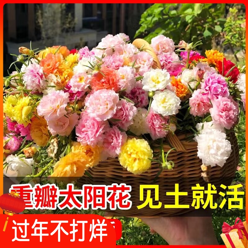 重瓣太阳花种子四季开花不断儿童种植盆栽易活室外花种籽播种开花