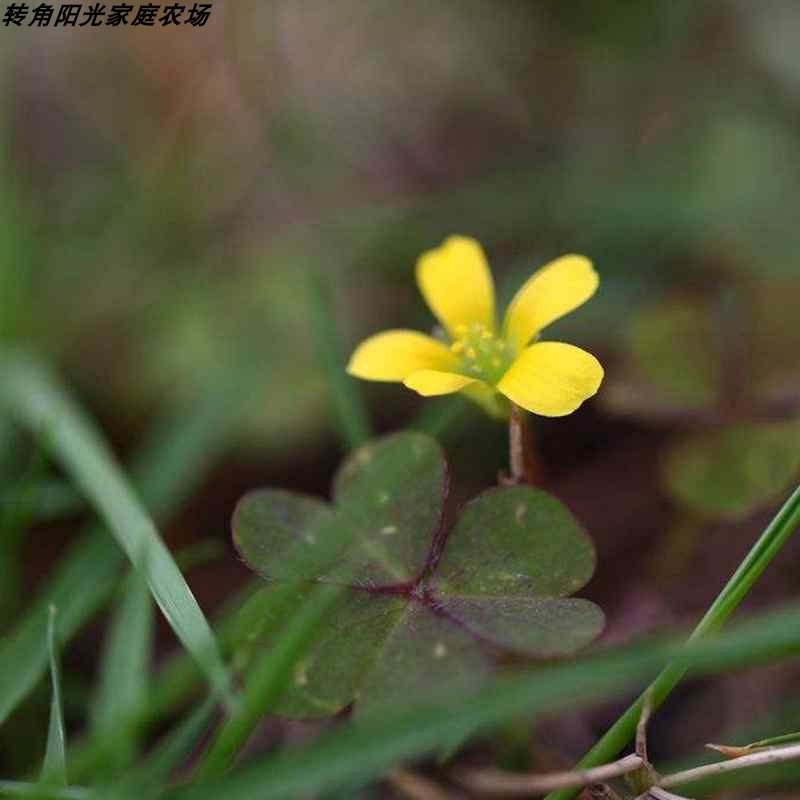 黄花酢酱草幸运四叶草酸浆草酸酸草斑鸠酸三叶酸酸咪咪钩钩草