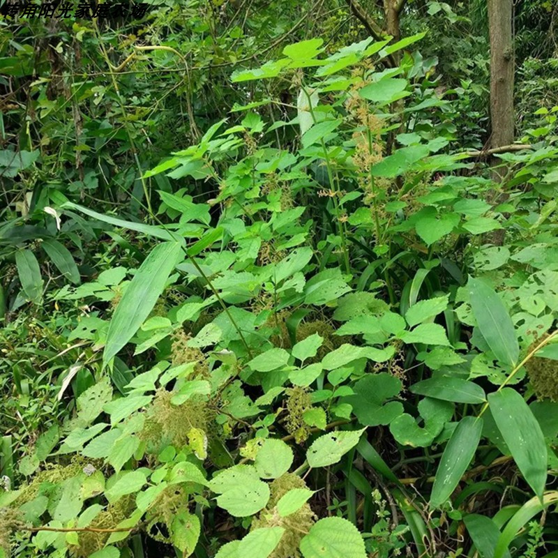 苎麻根苎麻头苎根纻川绵葱