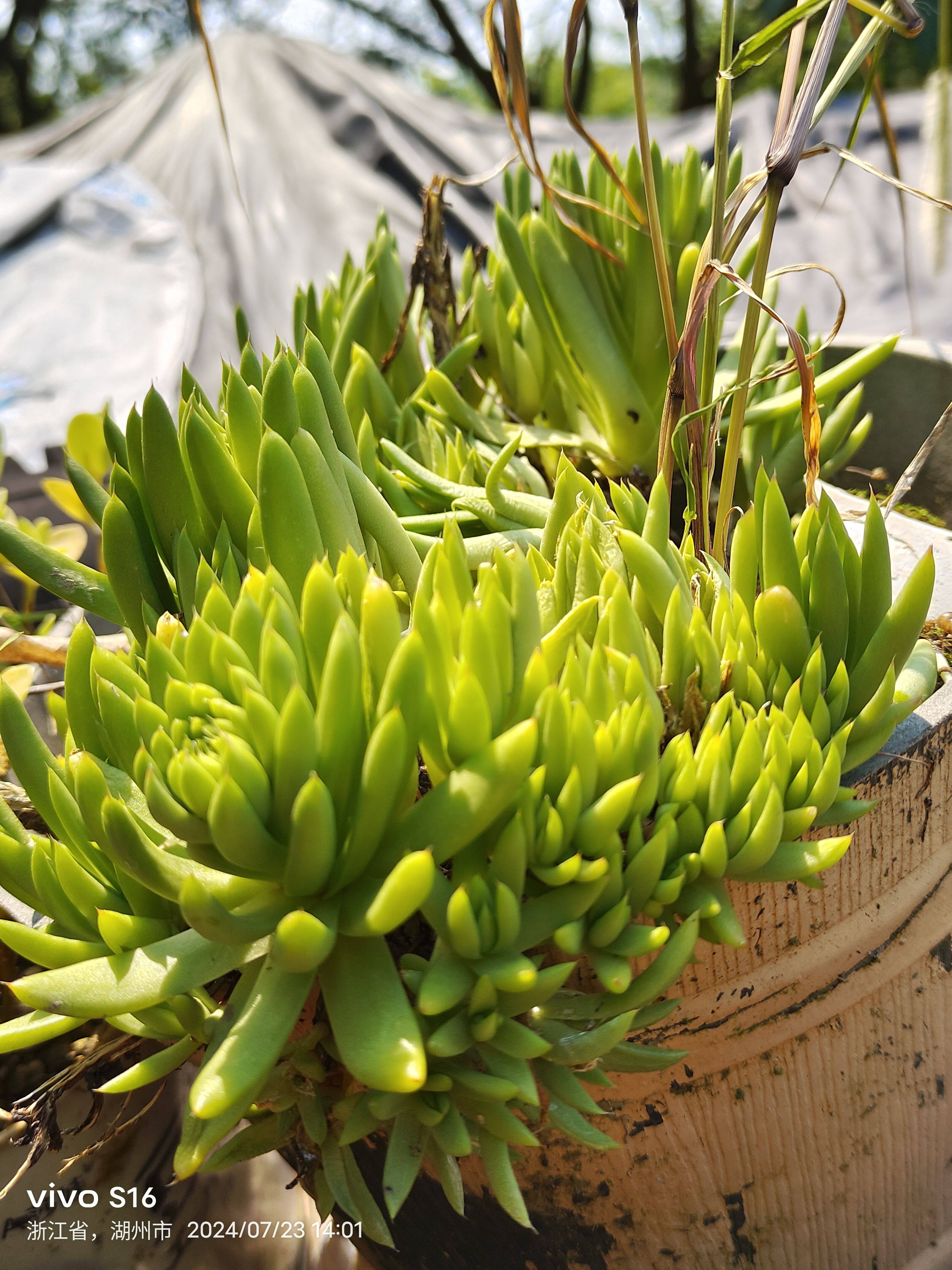 绿瓦松  绿瓦花  多肉