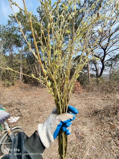 一束柳条 真柳树枝 新鲜柳树枝条 季节不一样叶子大小 不一样