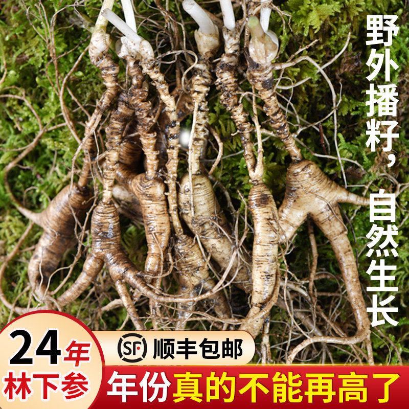 Fresh ginseng 24 Wild ginseng Changbai ginseng Northeast wild Paojiu Forest Senate Pruning fresh Pruning Wild ginsengin the Traditional nourishing food , Ginseng tonic , Wild ginseng  category - from Buy2taobao.com to provide professional Taobao agent buy service