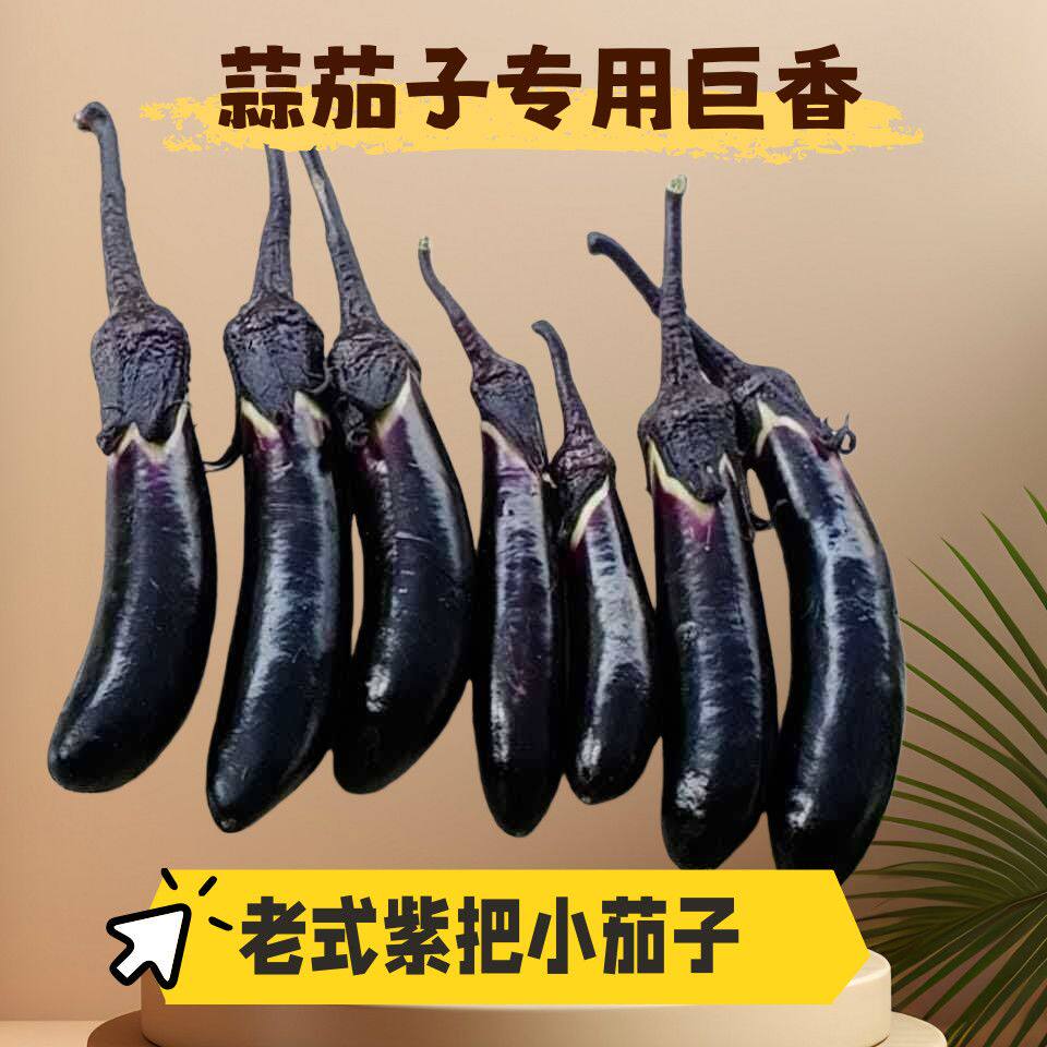 东北农家自种小茄子小紫茄子紫把茄子蒜茄子水果茄子现摘现发