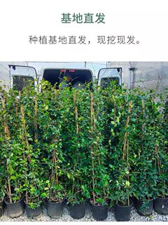 风车茉莉爬藤植物粉色大苗阳台庭院四季开花盆栽耐寒不怕冻的花卉