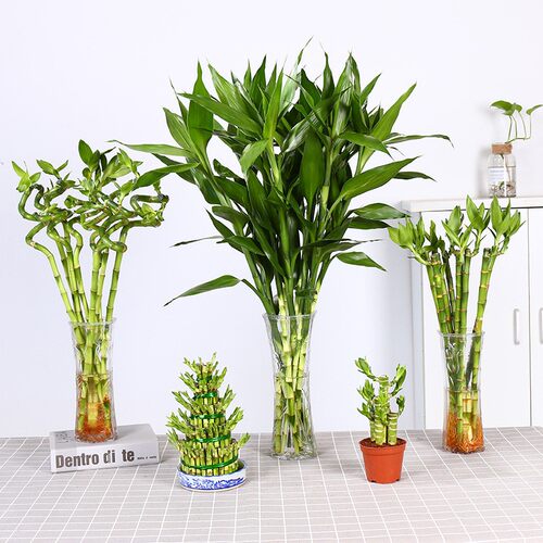 富贵竹水培植物盆栽花卉绿植