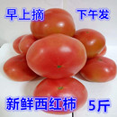 东北原味柿子西红柿铁皮草莓柿子5斤自然成熟番茄柿子红柿子新鲜