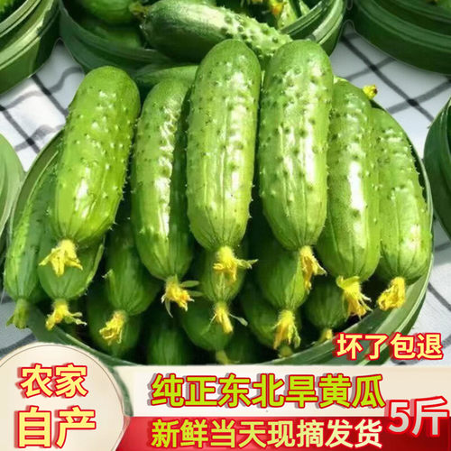 2026年新东北旱黄瓜新鲜小青瓜水果蔬菜绿黄瓜带刺脆皮荷兰水果