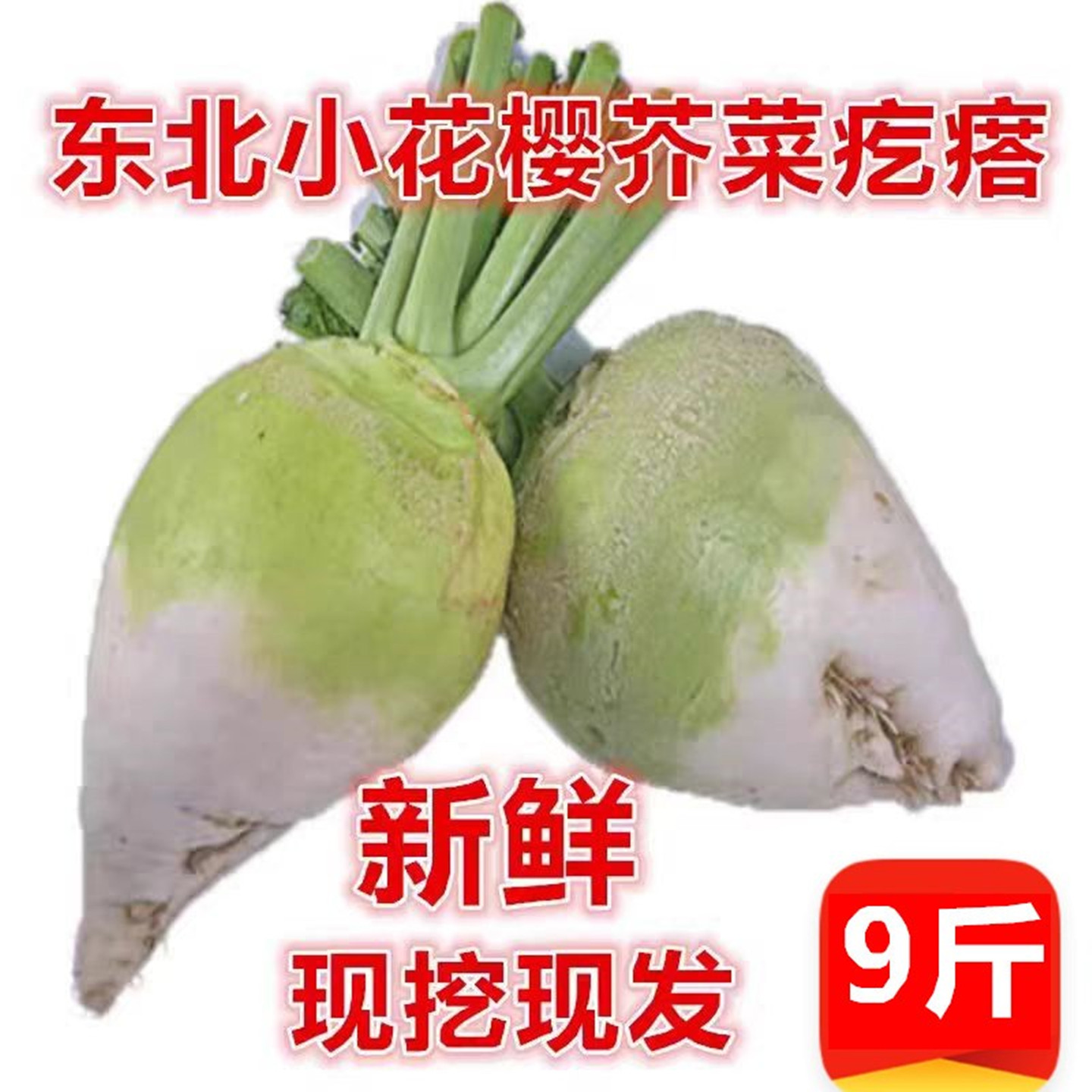 今年新鲜芥菜疙瘩小樱芥菜农民直销可腌制芥菜丝农产品