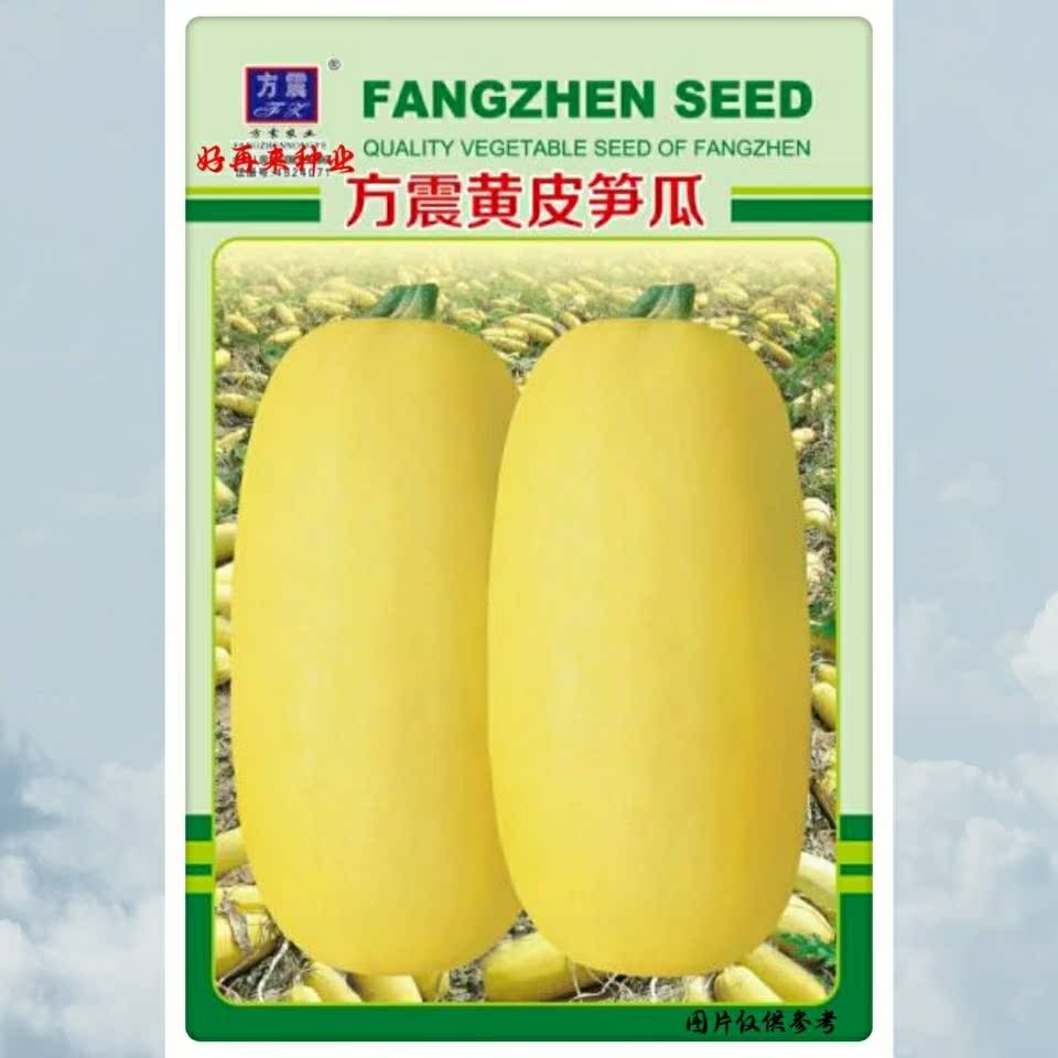 原装【黄皮笋瓜种子】特色瓜果种子早熟高产春秋四季庭院蔬菜种籽