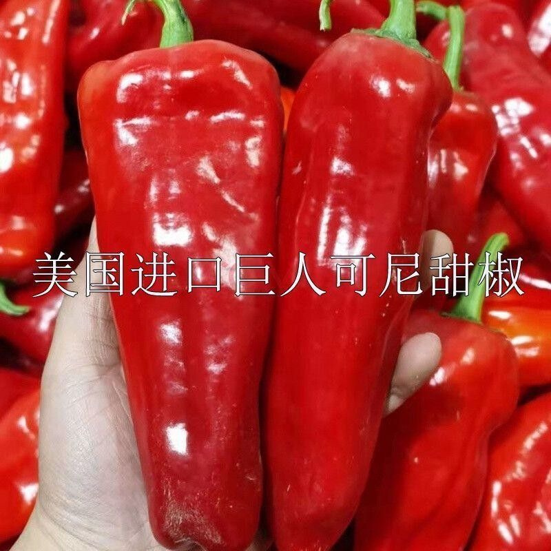 可留种巨人马可尼甜椒种子巨型肉家庭园艺种子