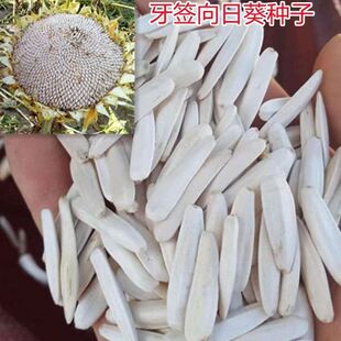 白牙签向日葵种子生马牙瓜子种白色葵花籽阳台庭院观赏向日葵种子