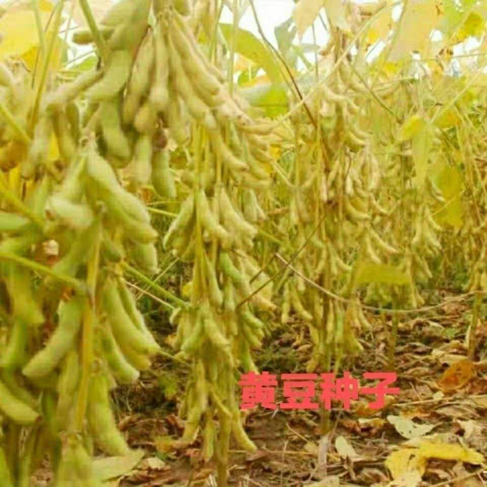 八月黄豆种子高产早熟抗病非转基因农家自种大豆种籽高产早熟抗病