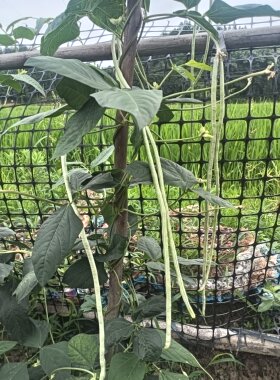 老品种农家自种八月白缸豆种子高产特长豆角蔬菜种孑春秋季播