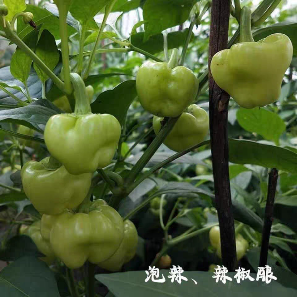 广西泡椒种子灯笼椒辣椒酿皮薄空心白玉辣椒种子