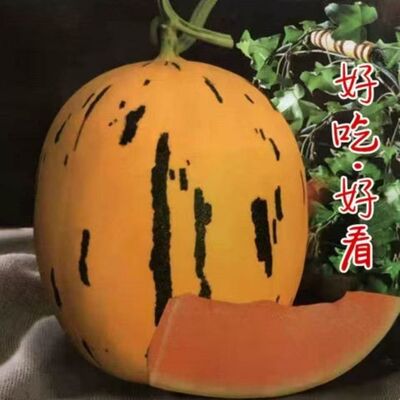流星红玉甜瓜种子蜜瓜香瓜籽超甜薄皮金黄色流星甜瓜籽果肉桔红色