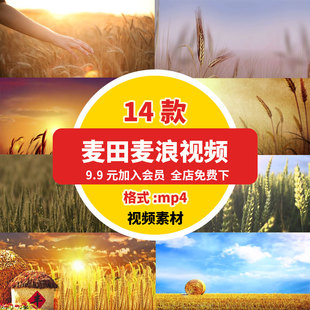 金色麦田风吹麦浪LED高清视频素材特写剪辑唯美秋天风景丰收背景