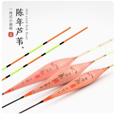 阳明芦苇硬尾立式亮尾