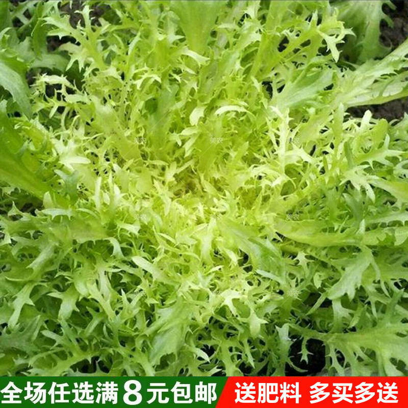 苦苣种子四季蔬菜 阳台庭院盆栽水果蔬果籽碎叶菊苣苦苣易种植 鲜花速递/花卉仿真/绿植园艺 家庭园艺种子 原图主图