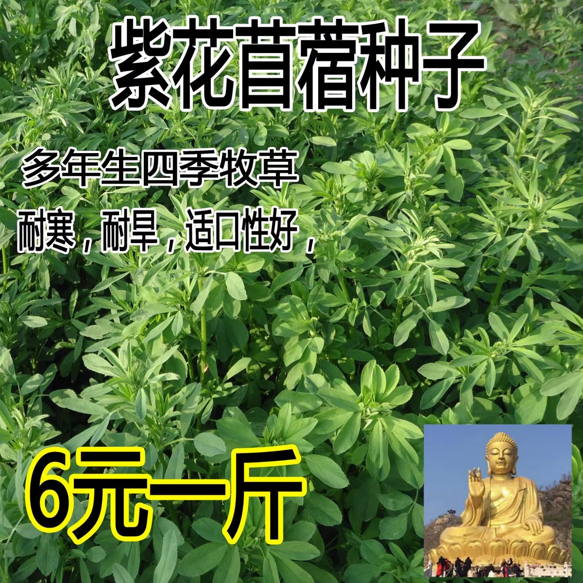 紫花苜蓿种子 猪牛羊兔鱼饲料鸡鸭鹅多年生四季南方北方 牧草种子