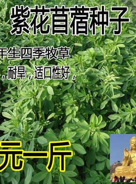紫花苜蓿种子 猪牛羊兔鱼饲料鸡鸭鹅多年生四季南方北方 牧草种子