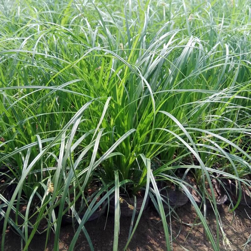 苔草种子青绿薹草种子莎草科多年生长寿草坪叶量大崂峪苔草种籽