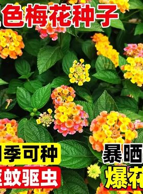 五色梅种子五彩花五雷丹五色变色草马樱丹臭草七姐妹种籽