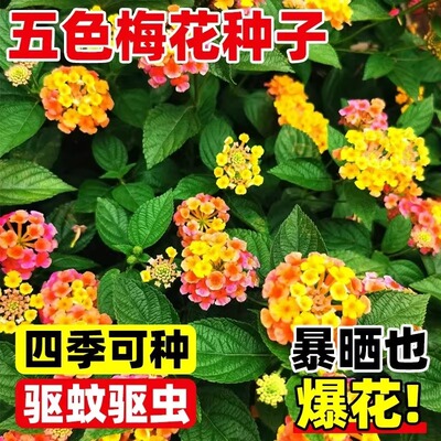 五色梅种子五彩花五雷丹五色变色草马樱丹臭草七姐妹种籽