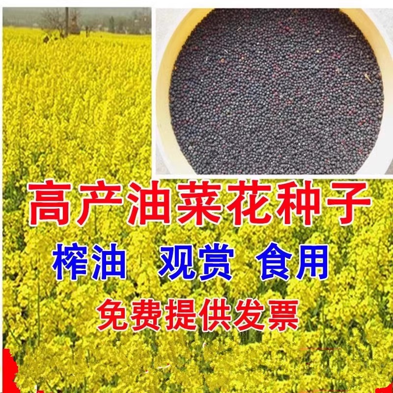 油菜花种子室外高产观赏食用耐寒耐旱春油菜花籽榨油菜籽花海种孑