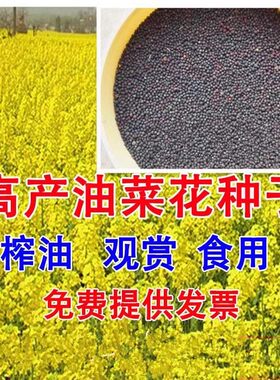 高产观赏食用耐寒耐旱春油菜花籽