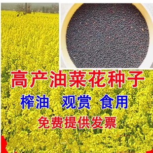 油菜花种子室外高产观赏食用耐寒耐旱春油菜花籽榨油菜籽花海种孑