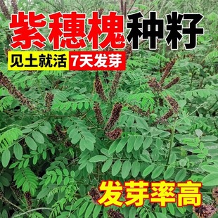 紫穗槐种子合欢刺槐树绿化山边坡高速公路护坡固土植物杂灌木草籽