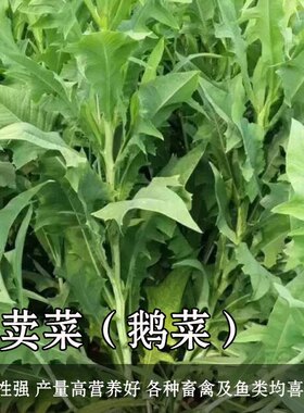 夏季高产牧草种子多年生苦荬菜种子鹅菜种子四季苦麦菜鸡鸭鹅种籽