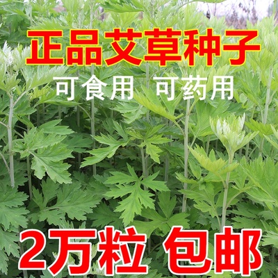 艾草种籽种植食用艾草种子药用野生艾草种孑大叶艾蒿青蒿四季驱蚊