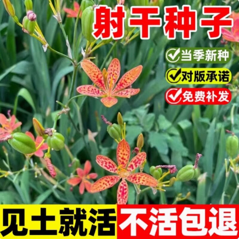 干种子黑莓易种活多年生耐阴耐寒图片