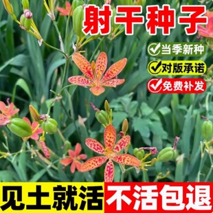 射干种子黑莓易种活多年生耐阴耐寒盆栽春秋播百合乌蒲中药材种籽