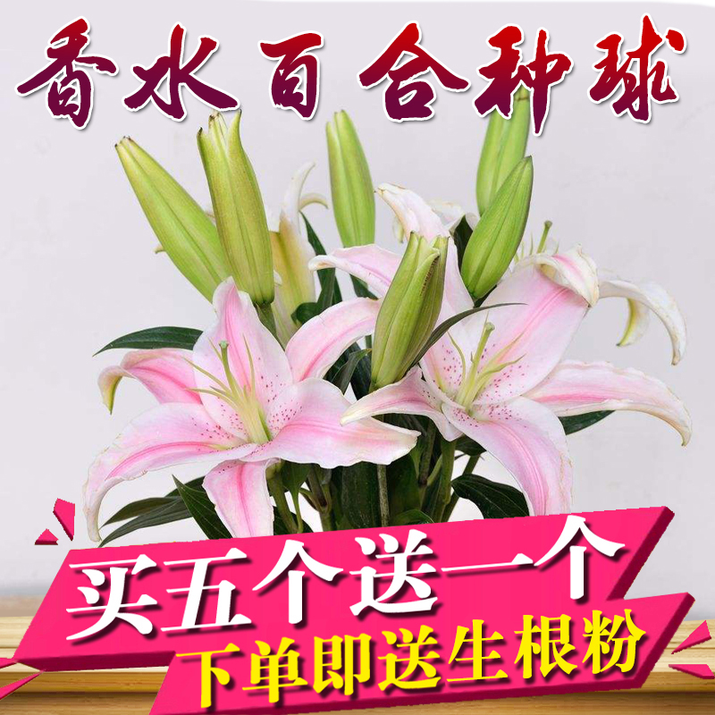 香水百合种球大球四季开重瓣带芽百合花种子室内庭院盆栽地栽