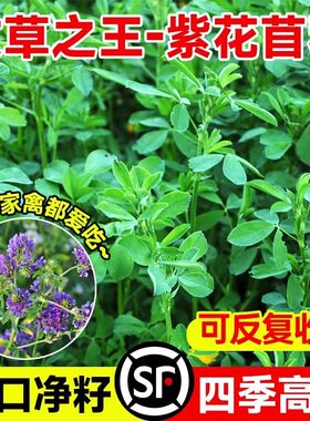大叶苜蓿进口紫花木须种子牛羊饲料食用芽苗菜木须菜牧草秋播