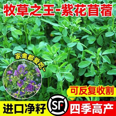 大叶苜蓿进口紫花木须种子牛羊饲料食用芽苗菜木须菜牧草秋播