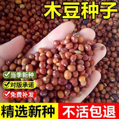 当年新采木豆种子护坡草灌木种籽园林绿化多年生耐旱食用饲料草籽