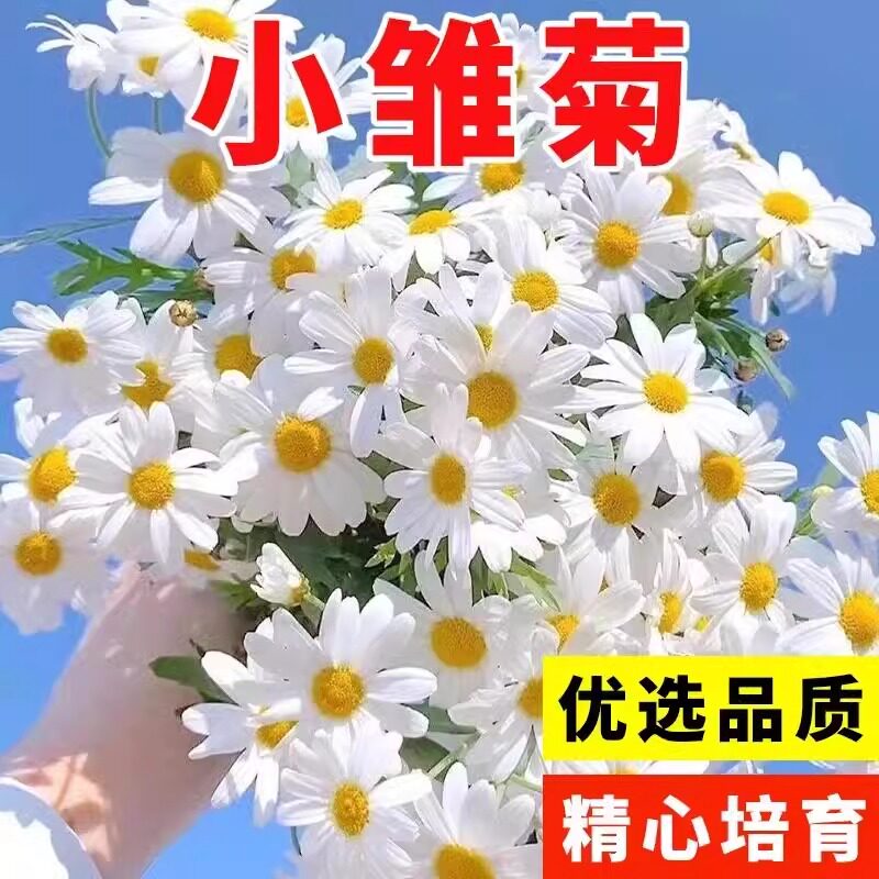 进口雏菊种子 春秋播室内阳台盆栽易花种子花籽四季多年生种籽子
