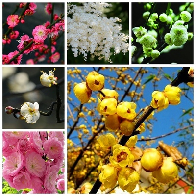 红梅/乌梅/绿梅/白梅/美人梅/素心梅/腊梅/梅花种子花卉林木种子