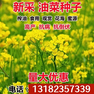 油菜花种子高产耐寒耐旱抗倒观赏食用高产早熟高出油多油菜花种籽