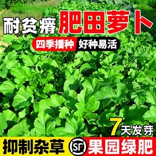 肥田萝卜种子改良土壤抑制杂草籽四季高产天然绿肥作物耐寒牧草籽