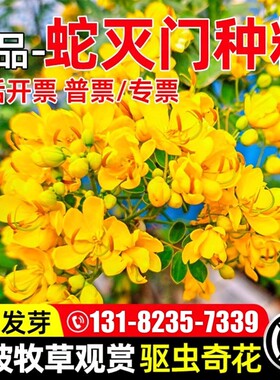 蛇灭门种子四季种植望江南野决明