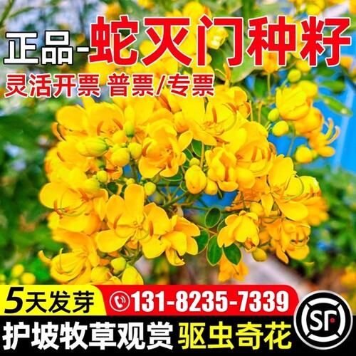 蛇灭门种子四季种植望江南野决明