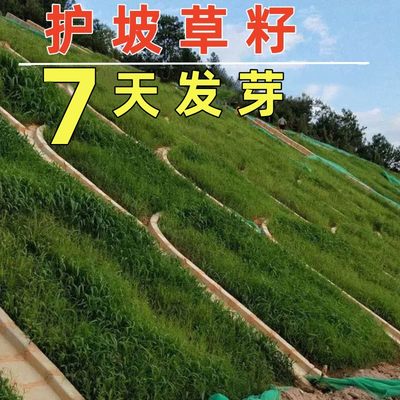 草坪草籽护坡固土矿山复绿草籽狗尾草耐寒耐旱绿化工程狗牙根草种