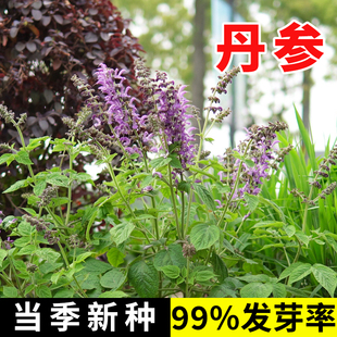 材丹参种籽新鲜红丹参苗幼苗春四季种植苗子野生特级丹参种子